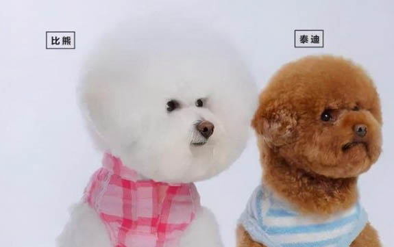 怎么防止幼犬吃屎