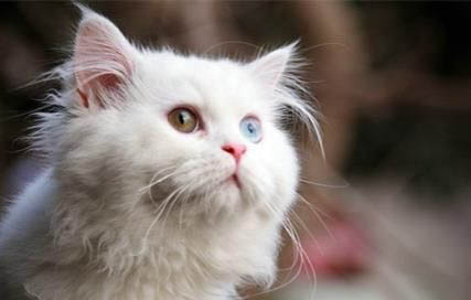 小猫要养多久才认主人