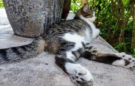 猫咪皮下有个包,可能是以下三个原因:
