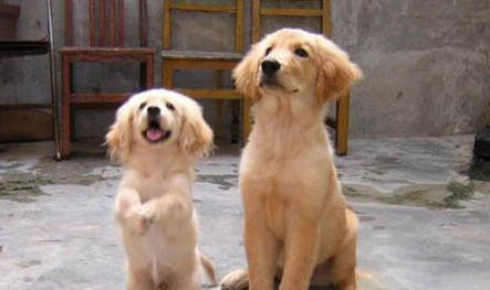 金毛犬作为家庭宠物有哪些优点和缺点