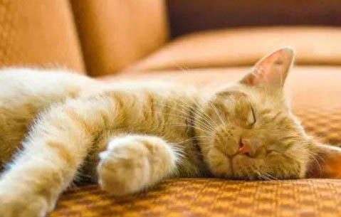 猫咪一直发出低沉的嗡嗡声