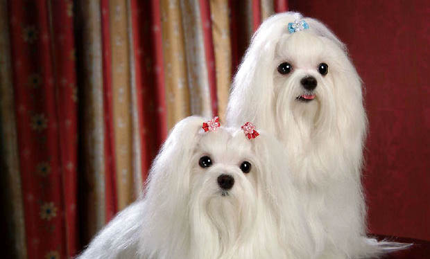 西施犬为什么没有人养?