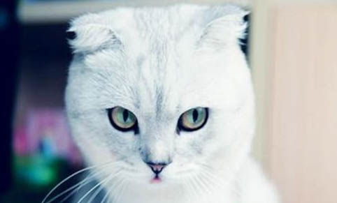 猫咪内驱多久可以吃饭