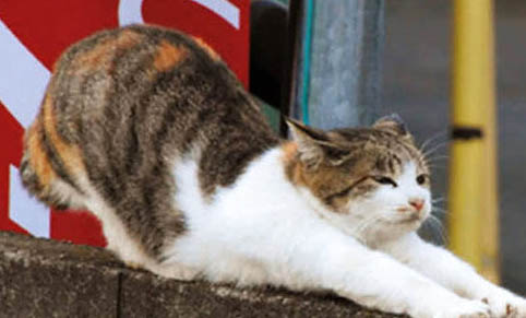 威尔士猫口炎怎么治疗