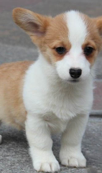 柯基犬一天喂几次？
