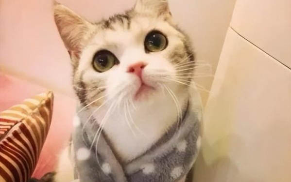猫毛炸了是什么原因