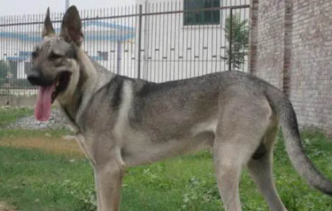 纯狼青犬图片大全