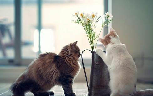 小猫发情乱尿是为啥