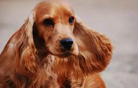 美国可卡犬鼻子出血的原因及处理方法