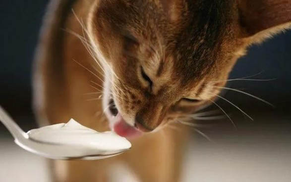 猫咪为什么喜欢抱着手蹬?
