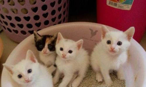 猫鼻支病毒能活多久