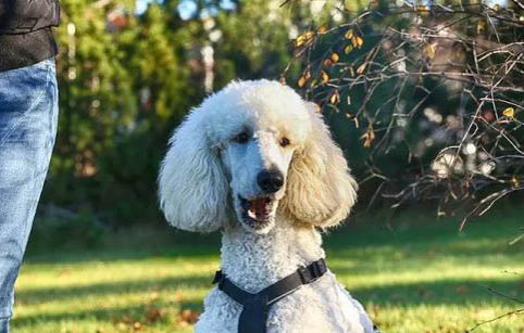 什么颜色的贵宾犬最贵