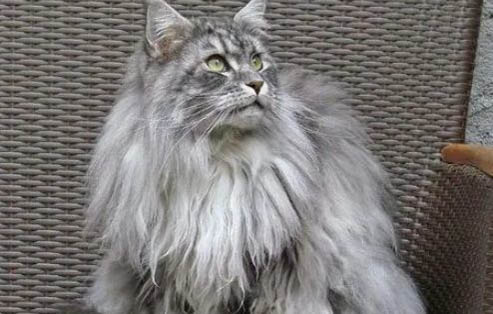 缅因猫几岁可以生小猫