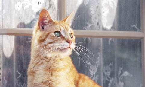 猫可以喝羊奶粉吗