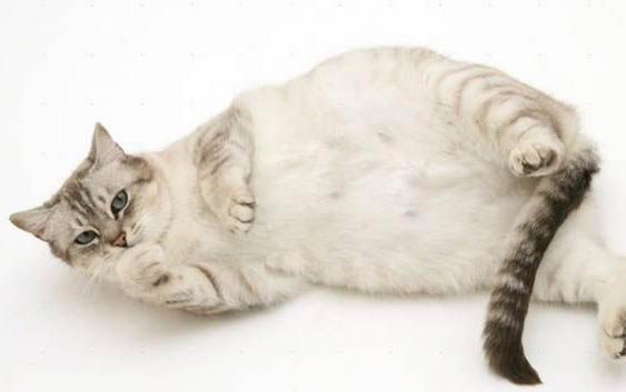 怀孕猫咪生产前的症状