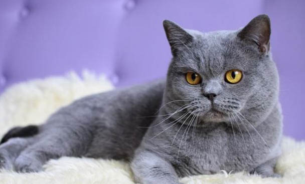 猫咪大便末端带血黏液是什么原因