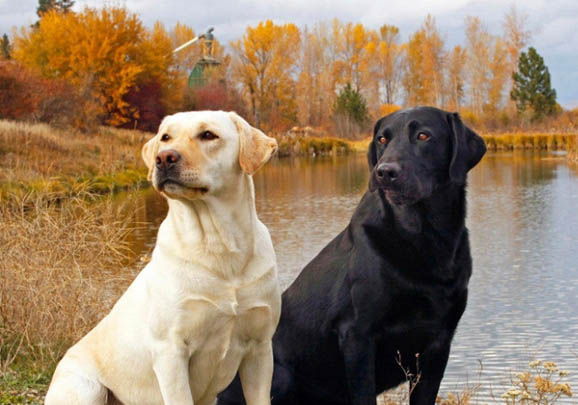 拉布拉多寻回犬和拉布拉多猎犬的区别