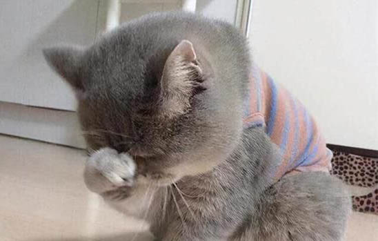 猫咪是通过什么辨认主人