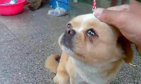 狗狗能吃草莓么