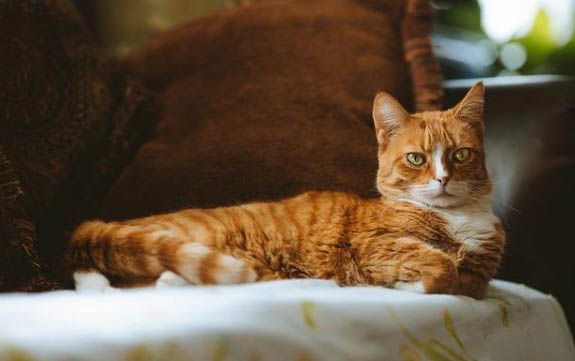 被宠物猫抓出血了用打针吗?