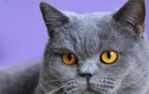 金渐层和蓝猫配出来金