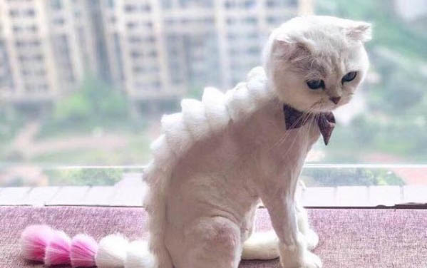 为什么猫咪突然尿黄没精神