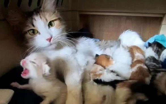 怎么判断猫咪得了猫瘟呢