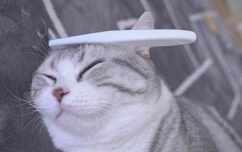 猫咪突然换粮会怎么样