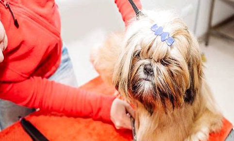 犬瘟能活多久?
