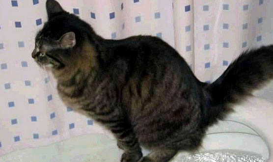 宠物猫怀孕几个月生产