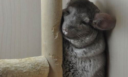 龙猫怀孕多久有胎动