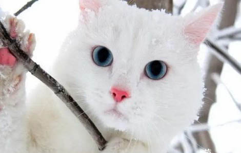 蓝眼白猫是不是聋子