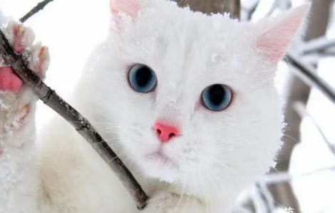 白毛蓝眼睛的猫咪主要有哪些品种?