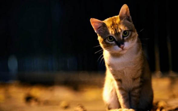 10斤猫咪一天吃多少猫粮