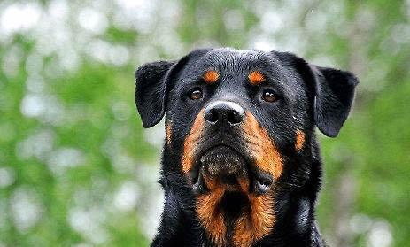 罗威纳犬骨折症状有哪些