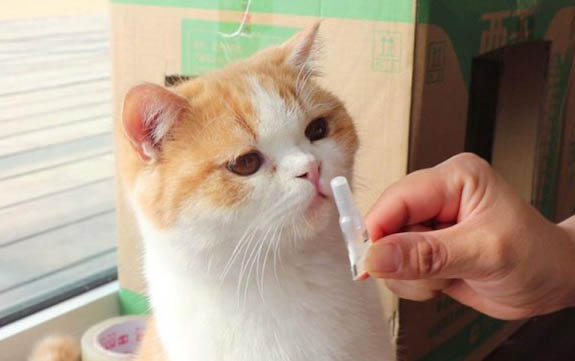 猫咪需要每年都打疫苗吗