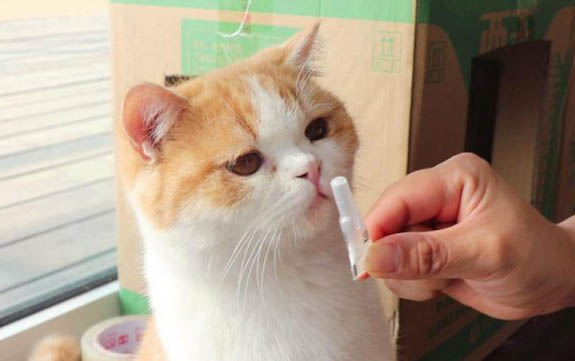 猫咪绝育手术后多久恢复