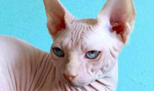斯芬克斯猫多少钱一只