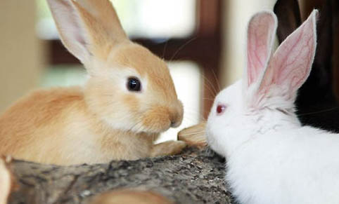 一公一母兔子能放一起养吗