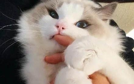 猫咪发烧的症状都有哪些