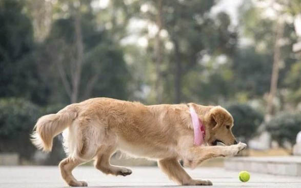 狗狗太贪吃怎么训练