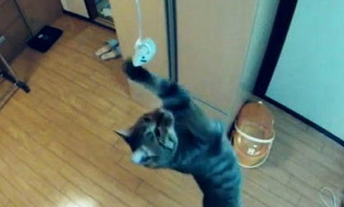 猫咪可以只吃猫粮吗