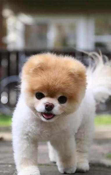 狗狗副流感有哪些症状