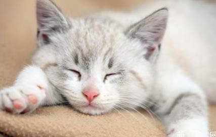 猫咪特别能睡觉是怎么回事