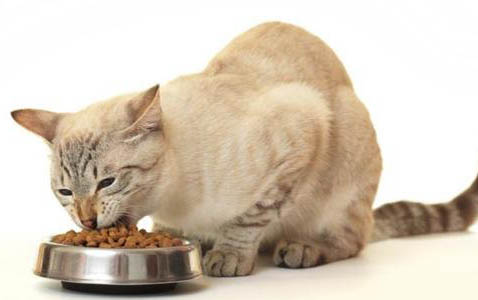 小猫经常打喷嚏怎么回事