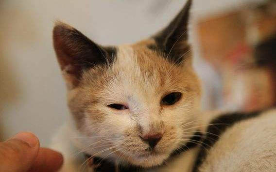 小猫嗓子叫哑了