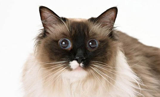 猫咪害怕就拉屎的原因