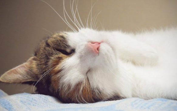 刚买的小猫吐了怎么办啊