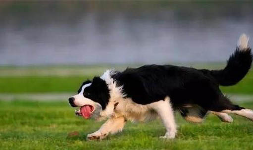 狗狗犬温热症状怎么治