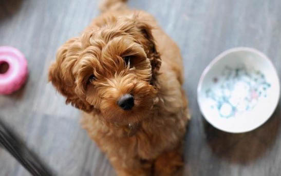 泰迪幼犬能吹空调吗